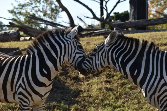 Slots Cafe Casino Support